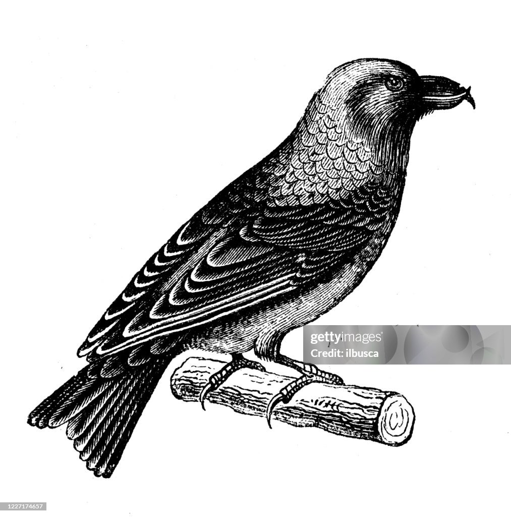Antik illustration: röd crossbill (Loxia curvirostra)