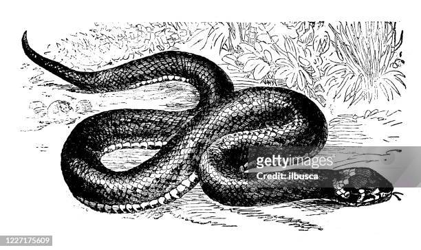 26 Ilustraciones de Serpiente De Agua - Getty Images