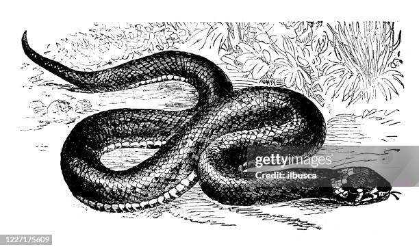 26 Ilustraciones de Serpiente De Agua - Getty Images 26 Ilustraciones de Serpiente De Agua - Getty Images