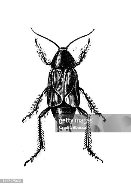 Radroach Drawring Roach Drawing Photos and Premium High Res Pictures - Getty Images