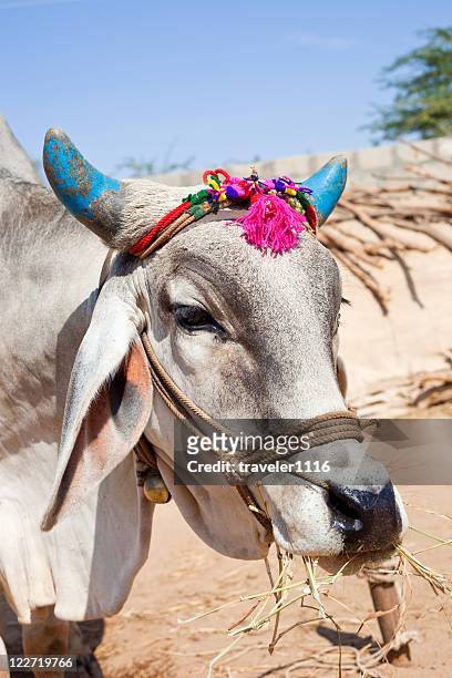 holy cow - gujarat stock pictures, royalty-free photos & images
