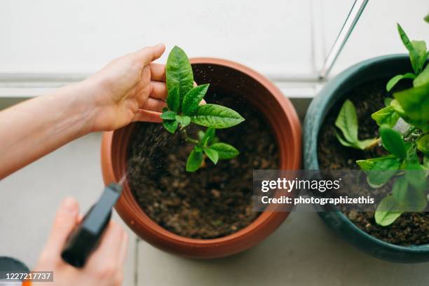 gärtnern zu hause - eintopfen stock-fotos und bilder