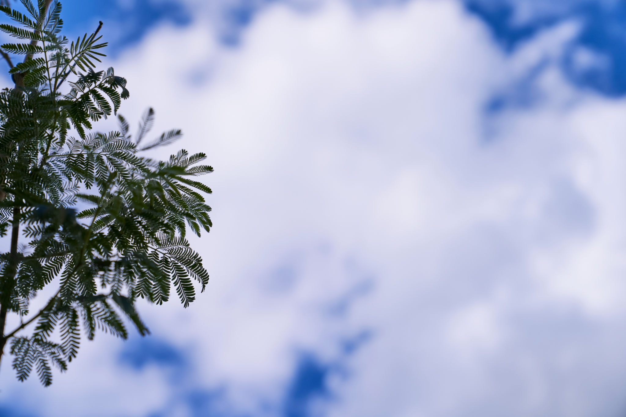 mimosa hostilis tree