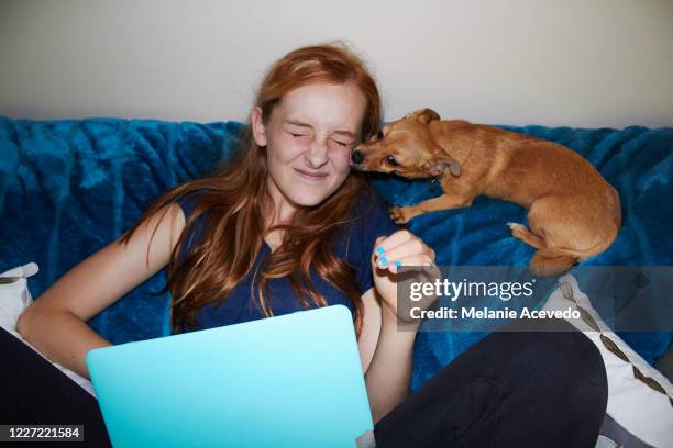 redheaded teenage girl sitting on a blue couch holding a light blue covered lap top and getting kisses from a red haired chihuahua. - girl on couch with dog foto e immagini stock