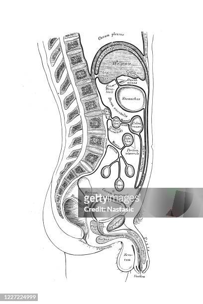scheme of the course of the peritoneum in men. - abdomen diagram stock illustrations