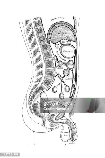 Organ Placement In The Human Body Photos and Premium High Res Pictures ... Biology Diagrams