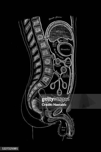 Organ Placement In The Human Body Photos and Premium High Res Pictures ... Biology Diagrams