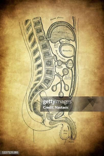 stockillustraties, clipart, cartoons en iconen met regeling van het verloop van het peritoneum bij mannen. - menselijk maag darmstelsel