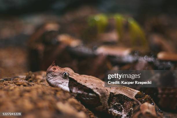 a gaboon viper with a great camouflage - pet snake stock pictures, royalty-free photos & images