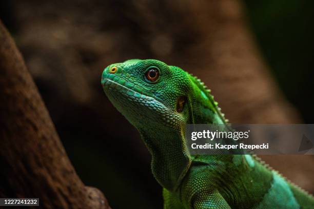 close-up of a fiji banded iguana - fiji crested iguana stockfoto's en -beelden