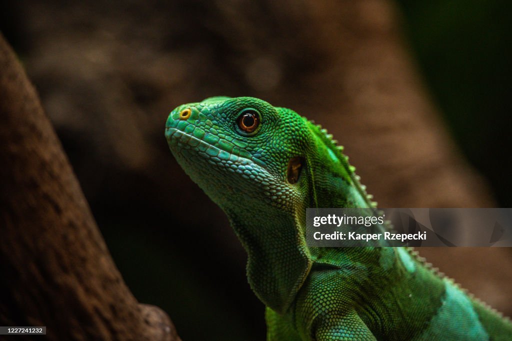 Close-up of a Fiji Banded Iguana