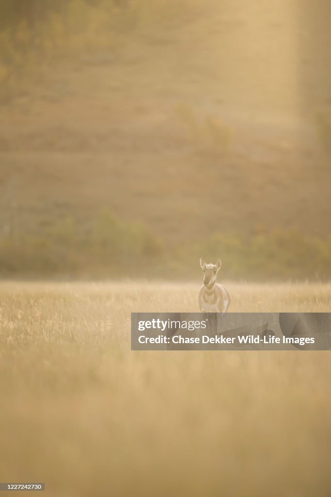 Pronghorn Antelope