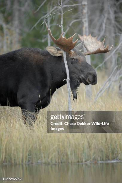 bull moose - bull moose jackson stock pictures, royalty-free photos & images