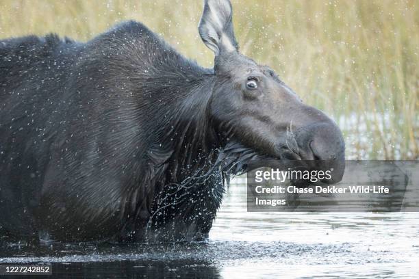 cow moose - bull moose jackson stock pictures, royalty-free photos & images