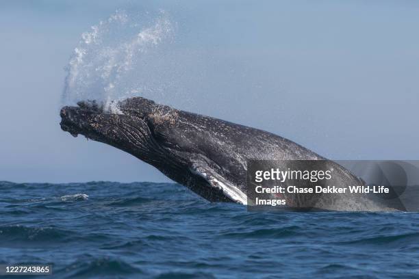 entangled humpback whale breaching - baleen whale stock pictures, royalty-free photos & images