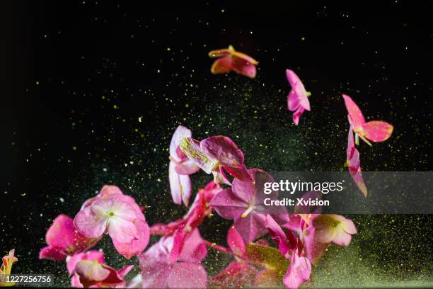 fresh hydrangea petals flying in mid air with colorful powder sync in highspeed - slow motion stock pictures, royalty-free photos & images