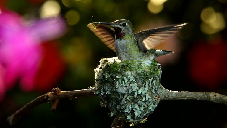 Nset Building 34,946 Nest Building Stock Videos, Footage, & 4K Video Clips - Getty Images