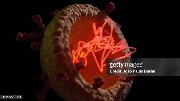 rna strands inside corona virus - rna stock pictures, royalty-free photos & images