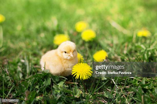 small orpington chick sitting in the grass - young bird stock pictures, royalty-free photos & images