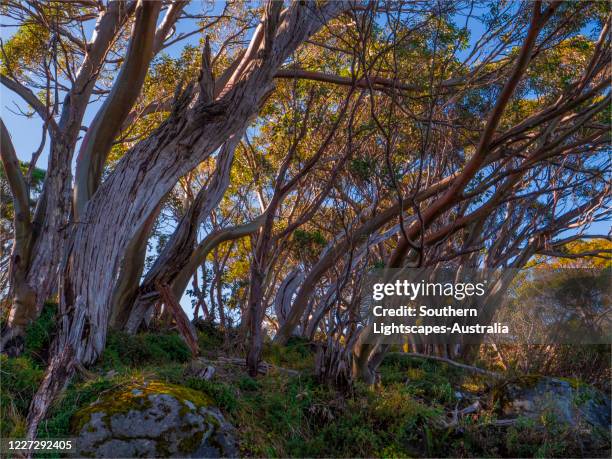 back light through alpine snow gums, mount baw baw, west gippsland, victoria, australia. - snow gums stock pictures, royalty-free photos & images