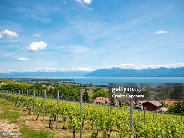 the lush green vineyards, villages and walking trails of the swiss canton of vaud - geneva switzerland stock pictures, royalty-free photos & images