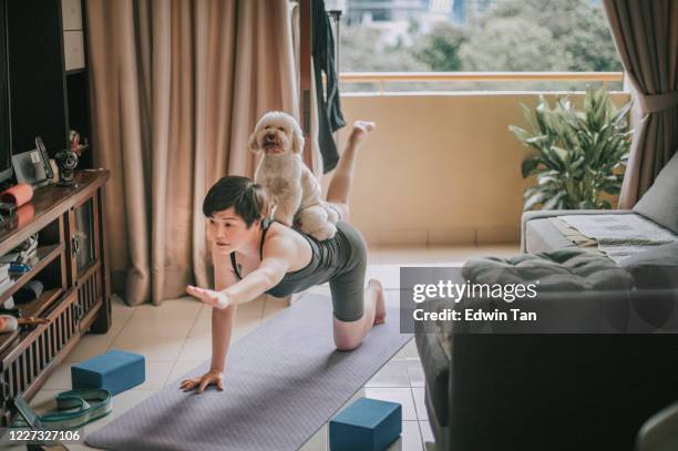 eine asiatische chinesische mid adult üben yoga-übungen zu hause setzen ihre spielzeug pudel auf dem rücken e lernen mit telefon online-kurs - animal sport stock-fotos und bilder