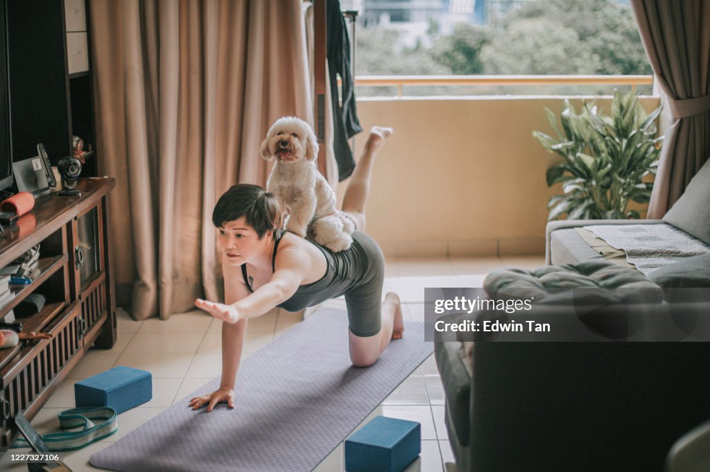 An asian chinese mid adult practicing yoga exercising at home putting her toy poodle at her back e learning using phone online class