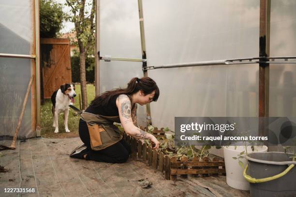 young woman inside of a greenhouse working on a vegetable garden - guipuzco provincie stockfoto's en -beelden