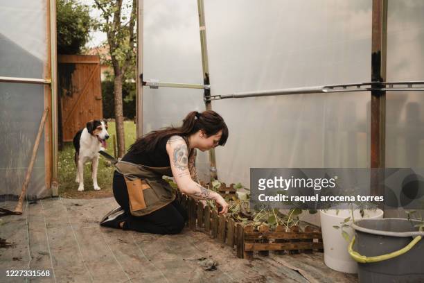 young woman inside of a greenhouse working on a vegetable garden - guipúzcoa - fotografias e filmes do acervo