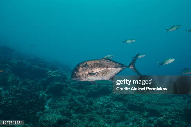 giant trevally - trevally jack stock pictures, royalty-free photos & images