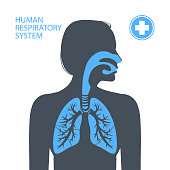 Human respiratory system