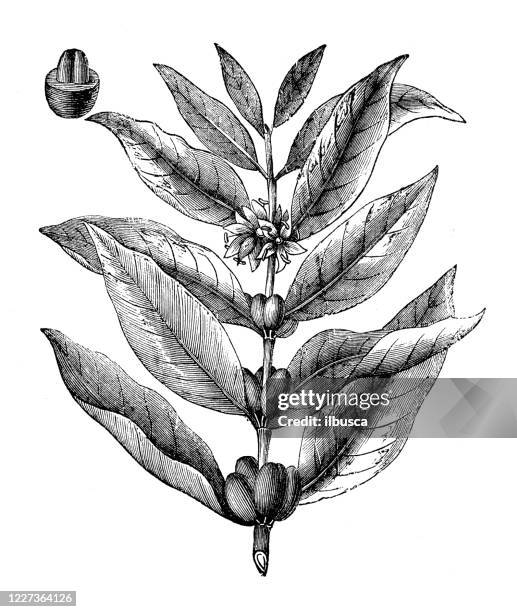 102点のアラビカ種イラスト素材 Getty Images 102点のアラビカ種イラスト素材 Getty Images