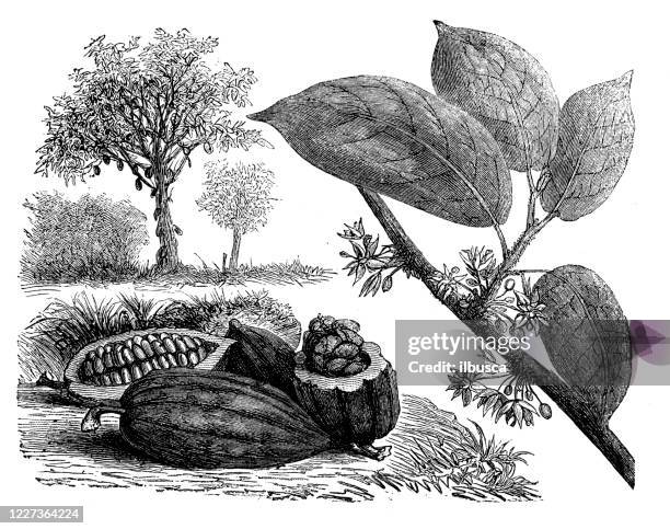 illustrations, cliparts, dessins animés et icônes de illustration antique, botanique : cacao - épice