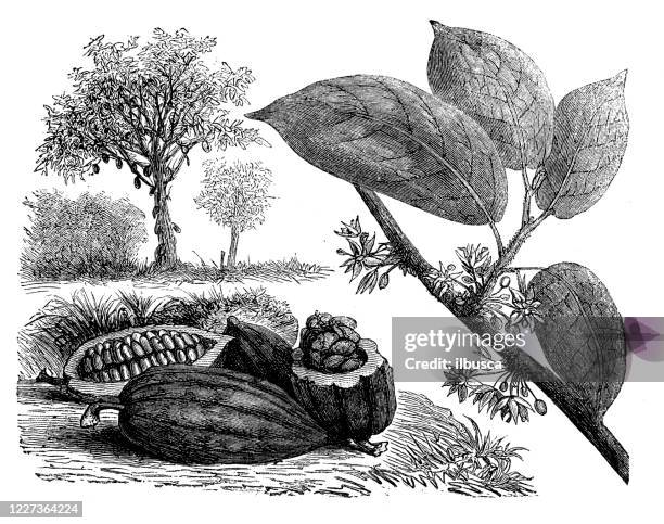 antique illustration, botany: cocoa - cacao fruit stock illustrations