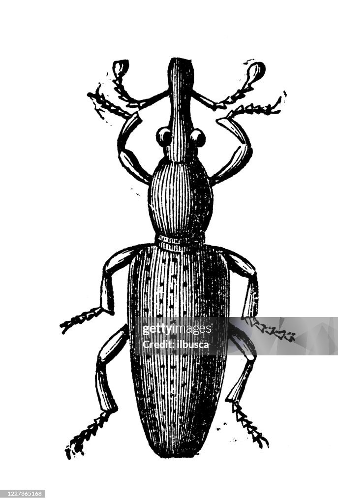 Antique illustration: wheat weevil (Sitophilus granarius)