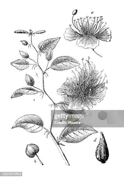 ilustrações de stock, clip art, desenhos animados e ícones de antique illustration, botany: caper - alcaparra