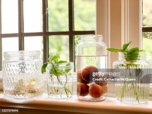 indoor window sill gardening - salat im glas stock-fotos und bilder