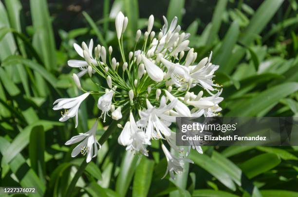 white agapanthus - agapanthus stock pictures, royalty-free photos & images