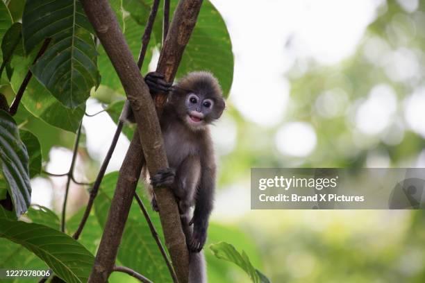 a young dusky langur monkey on a tree in langkawi - leaf monkey stockfoto's en -beelden