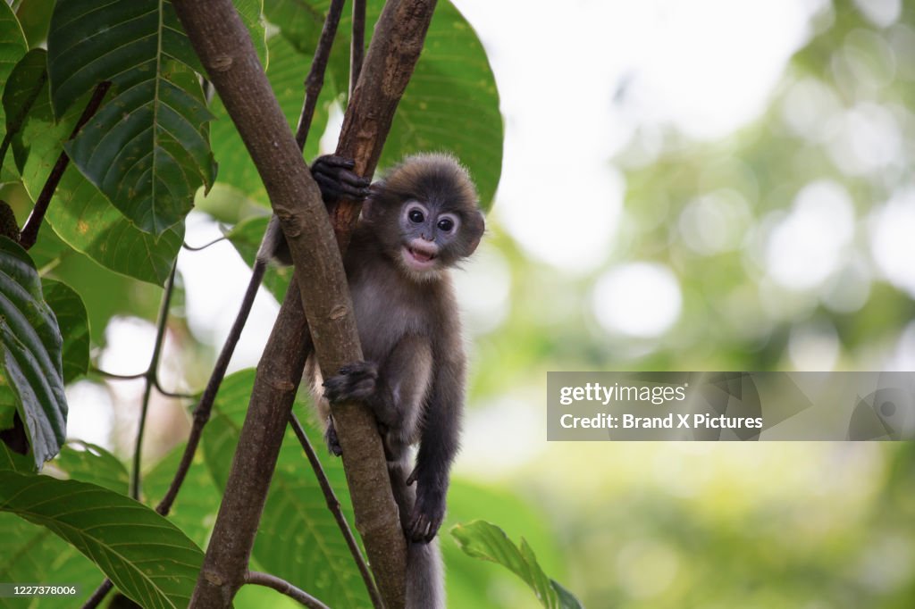 A young Dusky Langur monkey on a tree in Langkawi