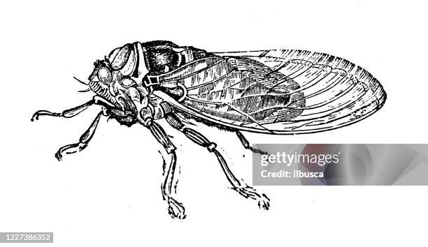 antique illustration: cicada - cicada stock illustrations