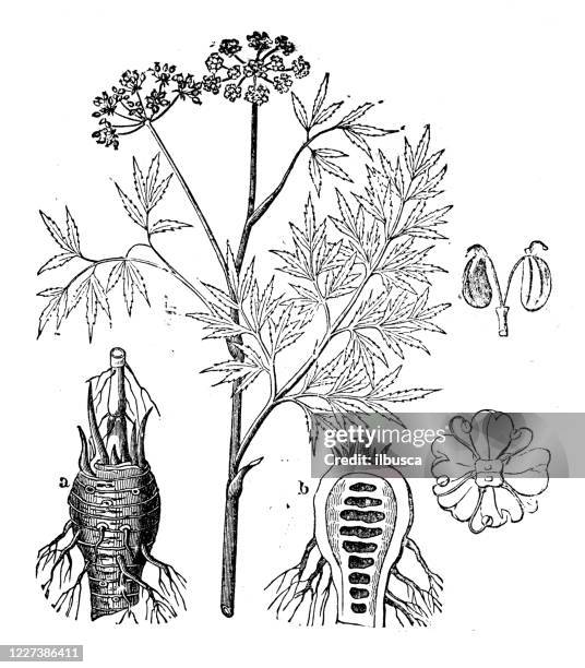 antique illustration, botany: cicuta virosa, cowbane - cicuta virosa stock illustrations