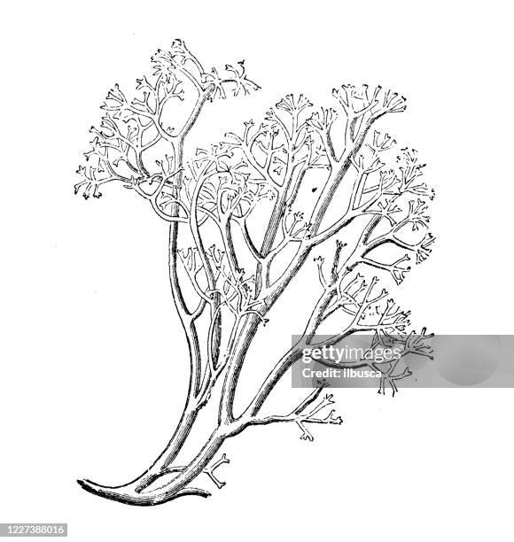 antique illustration, botany: cladonia rangiferina, reindeer lichen - cladonia stock illustrations