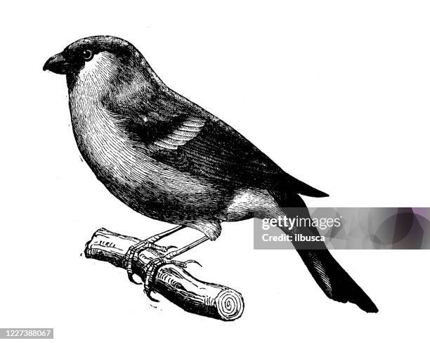 stockillustraties, clipart, cartoons en iconen met antieke illustratie: bullfinch (pyrrhula pyrrhula) - vink