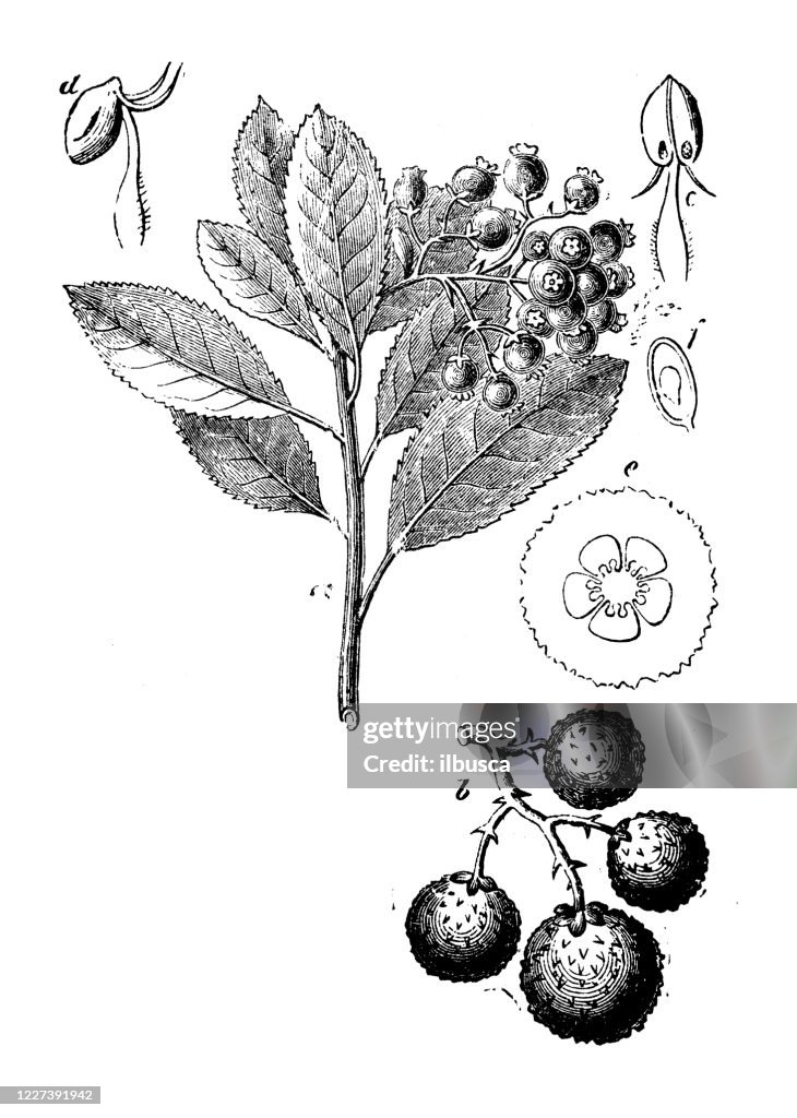 Antique illustration, botany: Arbutus unedo, strawberry tree