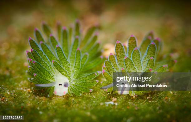 costasiella sea slug - nudibranch stock pictures, royalty-free photos & images