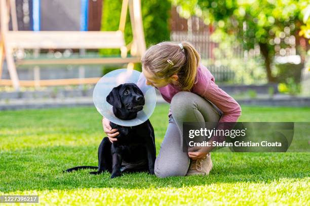girl with a labrador wearing dog cone - elizabethan collar stock pictures, royalty-free photos & images