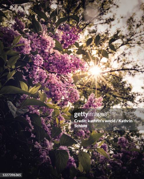 lilac blossoms photographed against the light - purple lilac stock pictures, royalty-free photos & images