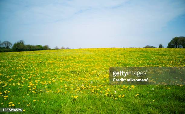 sunny day on meadow and dandelions. - prado imagens e fotografias de stock