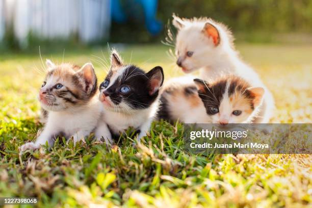four very cute little cats, on a pink cushion in the field - kitten stock pictures, royalty-free photos & images